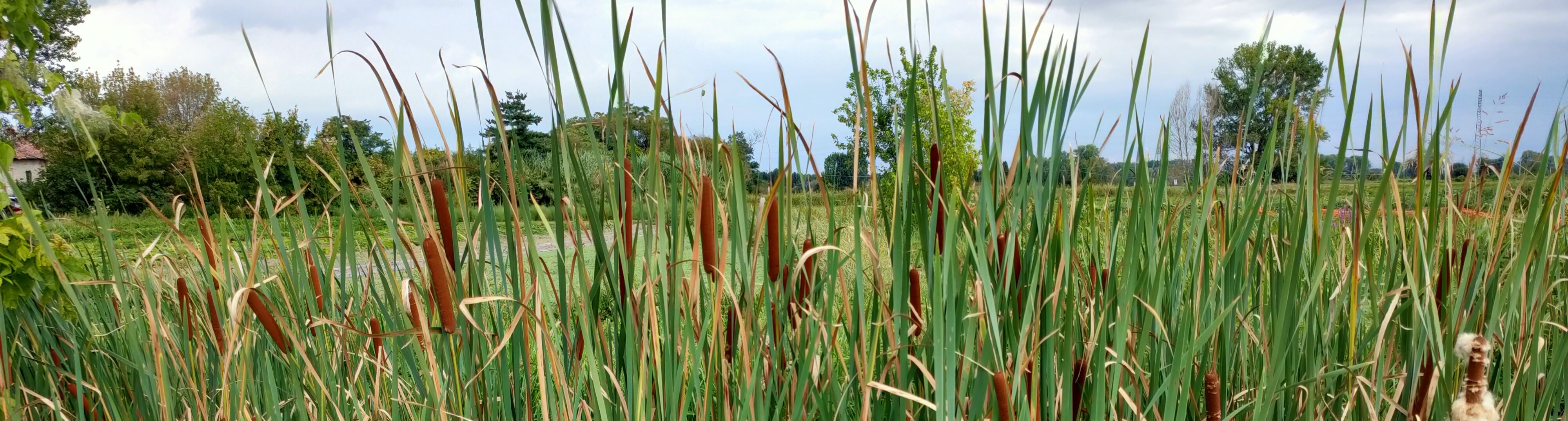 Servizi >  > Prenota ora