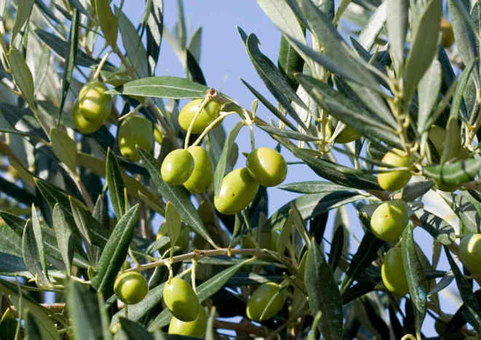 conosci il tuo olio?